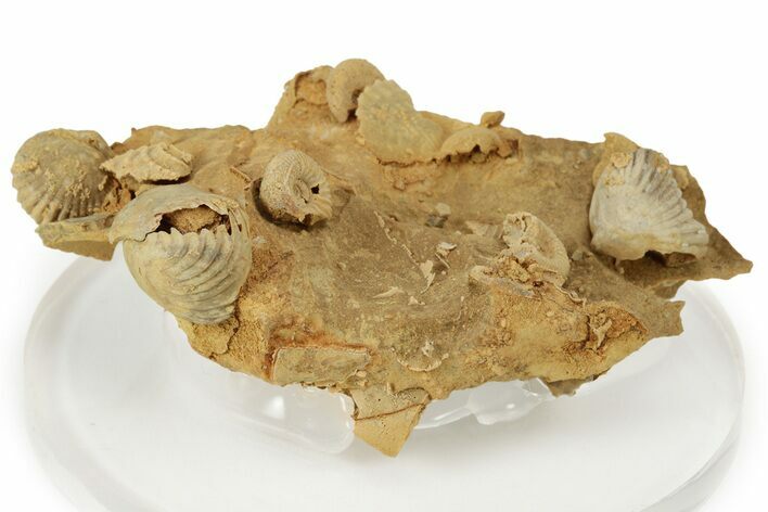 Miniature Fossil Cluster (Ammonites, Brachiopods) - France #237058